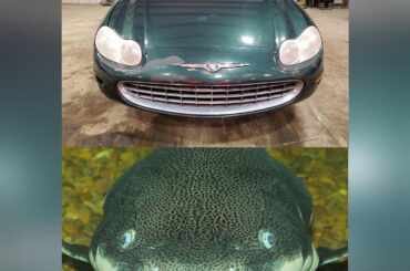 The Chrysler Concorde can live up to 80 years in captivity