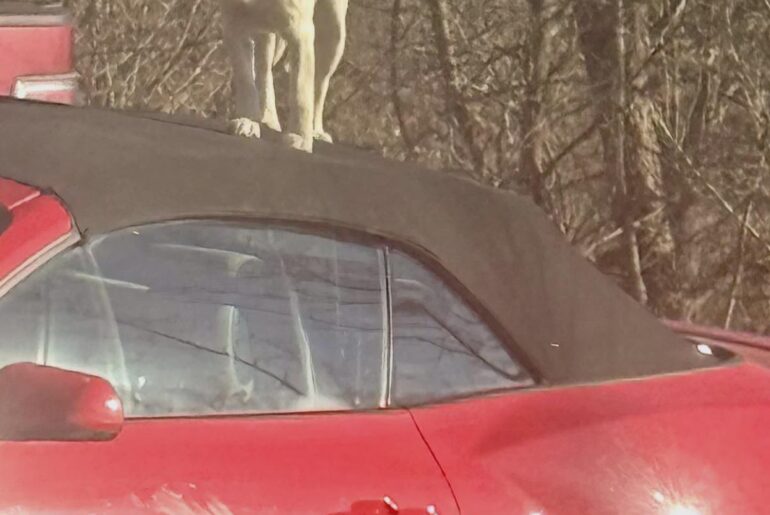 Why do dogs like Mustangs?