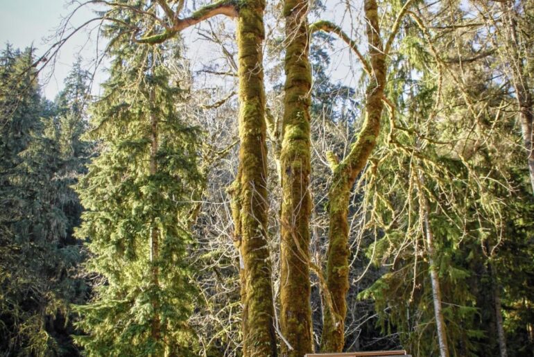 Green 1959 Ford worktruck by Big Maple tree [4000 × 6000] [OC]