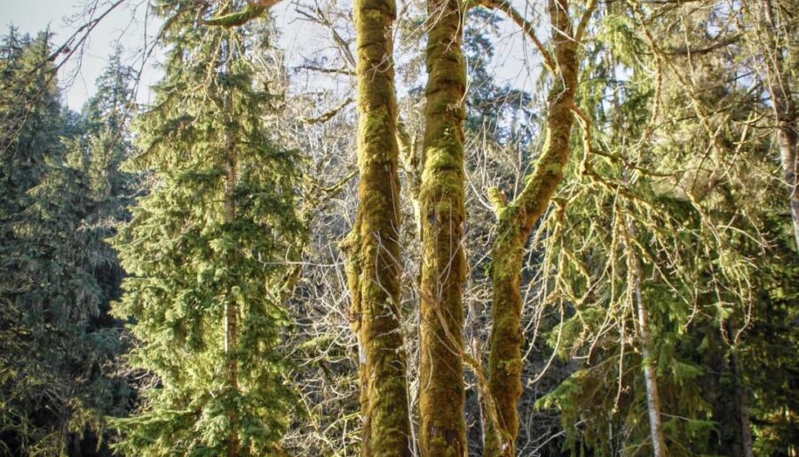 Green 1959 Ford worktruck by Big Maple tree [4000 × 6000] [OC]