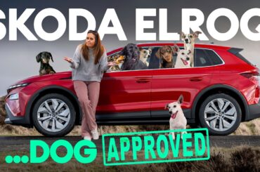 Tail-Wag Approved: Why Your Dog Would Choose an EV!