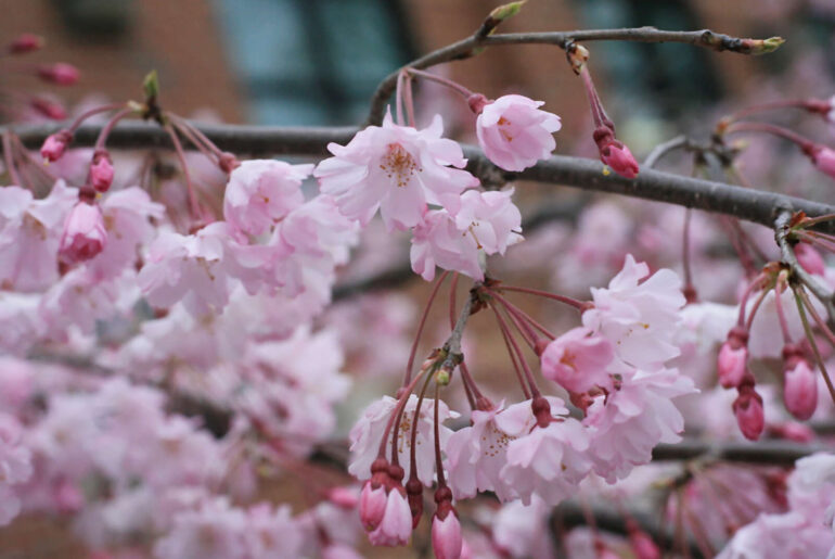 Cherry blossom events arrive with spring starting this week in Old Town