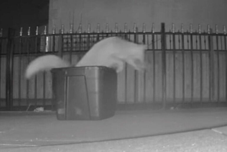 Fox cubs found in electric car’s engine reunited with mom