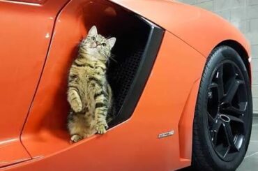 What is this cat thinking?