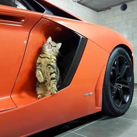 What is this cat thinking?