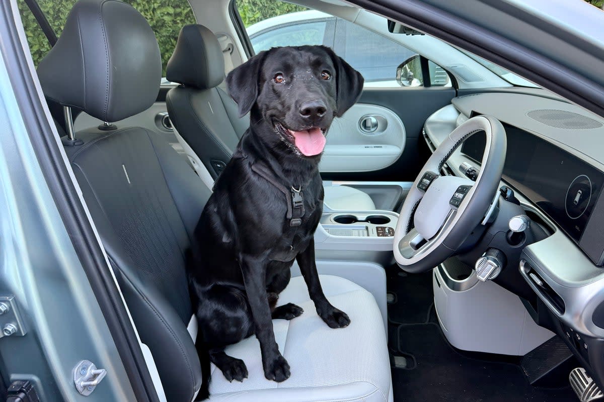 Dog owners are being warned not to leave their pets in EVs during hot weather while charging (Steve Fowler)