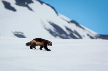 The Surprising Connection Between Wolverines and Electric Vehicles — Columbia Community Connection News Mid-Columbia Region