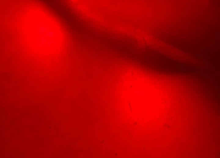 65 Impala convertible