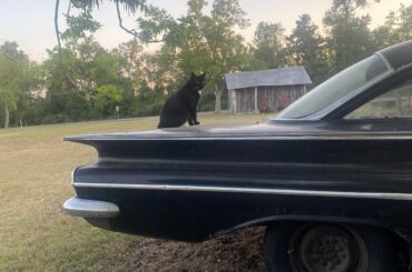 Socks on a classic car 💕1960 belaire