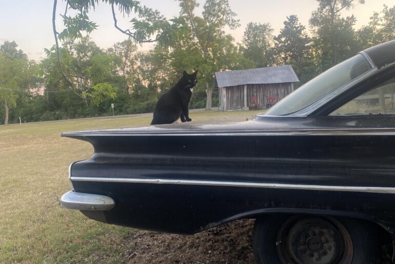 Socks on a classic car 💕1960 belaire