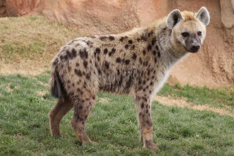[Spotted hyena]