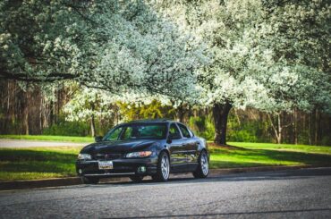 Cherry Blossoms are in full bloom!