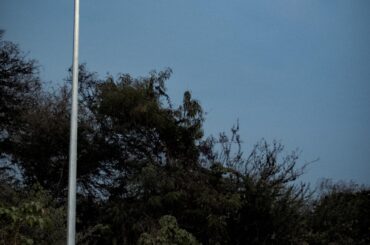 1992 Toyota Corolla AE92 [2268x4032]