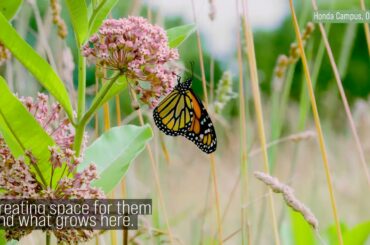 Honda Biodiversity ASMR | Bees and Nature Sounds