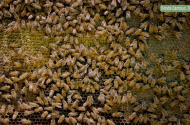 Honda Biodiversity ASMR | Bees and Nature Sounds