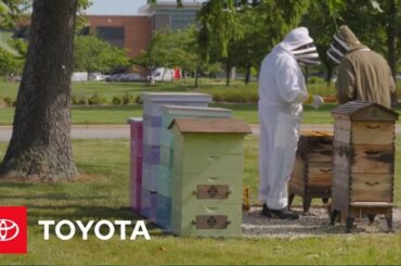 Local Buzz: Toyota R&D Honeybee Project Supports Pollinators | Toyota