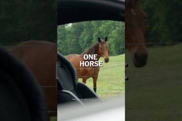 The fastest horse in the herd.